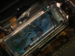 -奥兰多迪士尼动物王国乐园