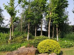 -铁山坪森林公园