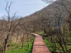 -大围山国家森林公园