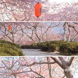 福建樱花园｜来自30块门票的惊喜