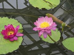 -国家植物园南园