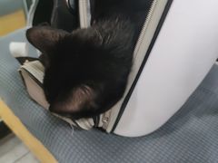 -瑞派宠物医院·犬猫全科·猫友好(宾水西道店)