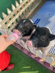 -萌宠亲子动物乐园(槐房万达店)