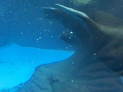 -海合安成都极地海洋公园