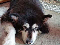 -more than meow吴止猫主题餐厅(承德 中船汇店)