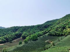 -龙坞茶村