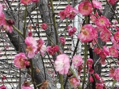 -漢咖啡·全服务式自助晚餐(武汉洲际酒店)