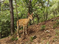 -大连森林动物园