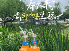 -上海共青森林公园
