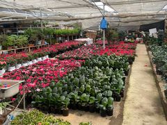 -龙大花卉苗木市场