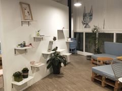 -有猫主题·治愈系猫咖(曾厝垵店)