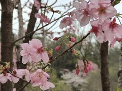 -杭州植物园