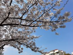 -高东镇樱花园