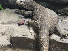 -广州长隆飞鸟乐园