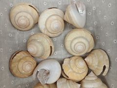 -青岛贝壳博物馆