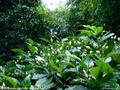 -保利·罗兰香谷