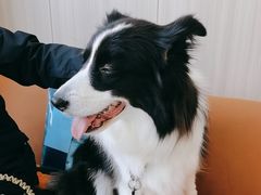 -申普宠物医院·眼科·心内科·影像科(普陀分院)