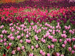 -七彩云南茶(七彩云南第壹城店)