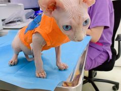 -北京恒爱动物医院(清景园分院)