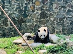-都江堰中华大熊猫苑