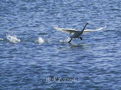 -烟墩角天鹅湖