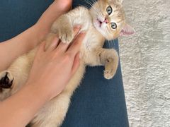 -lincat·猫舍(广州店)