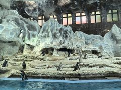 -帝企鹅自助餐厅•儿童岛•真企鹅(长隆企鹅酒店)