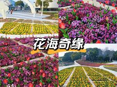 -上海鲜花港