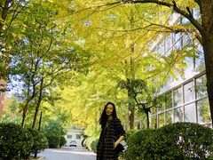 -三里屯东五街银杏大道