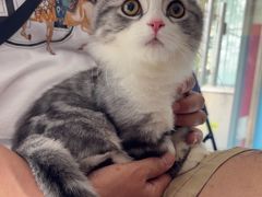 -瑞派福兴宠物医院犬猫全科·骨科·中西医结合(河东店)