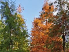 -广富林郊野公园
