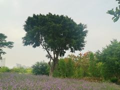-厦门园林博览苑