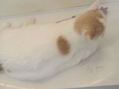-共舞时光猫咖·狗咖(新街口店)