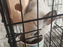 -平行世界·猫咖(首经贸店)