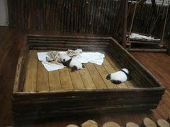 熊猫宝贝-成都大熊猫繁育研究基地