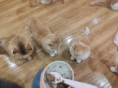-滚猫咖啡·猫咖·猫友好撸猫(未来城店)