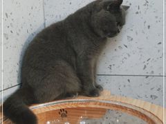 -喵园·猫主题咖啡厅·撸猫·猫咖(国贸店)