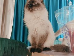 -喵喵咪呀布偶猫咖(春熙路店)