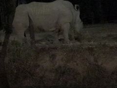 -清迈夜间动物园