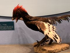 -国家自然博物馆