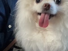 -美联众合动物医院·24h转诊中心