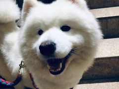 -more than meow吴止猫主题餐厅(承德 中船汇店)