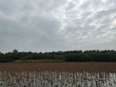 -大湾区中央湿地公园