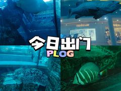 -乐从天佑城海洋馆