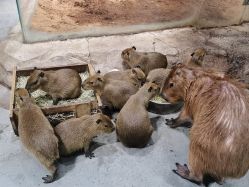 点击看大图 -Zoolung Zoolung动物主题公园(海信广场店)