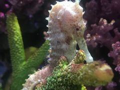 -暹罗海洋世界