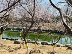 -大兴滨河森林公园