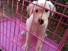 -翊宠yipet猫狗购宠庄园犬舍•猫舍