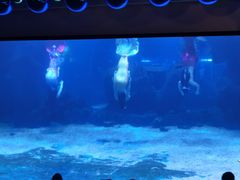 -石家庄海洋公园