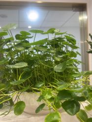 -苗方清颜·祛痘皮肤管理